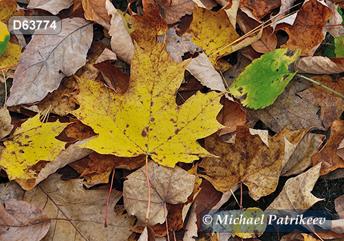 Sugar Maple (Acer saccharum)